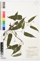 藏品(亨利氏鐵線蓮)的圖片