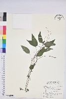 藏品(山靛)的圖片