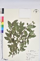 藏品(土密樹)的圖片