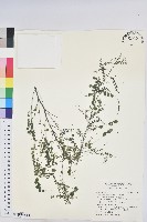 藏品(五蕊油柑)的圖片