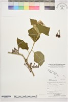 藏品(山煙草、假煙葉草)的圖片