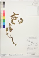 藏品(乳仔草)的圖片