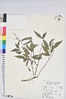 藏品(日本五月茶、南投五月茶)的圖片