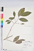 藏品(刺杜密)的圖片