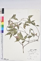 藏品(南仁五月茶)的圖片