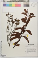 藏品(大葉桑寄生)的圖片