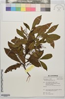藏品(杜英)的圖片