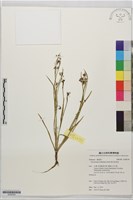 藏品(黃花庭菖蒲)的圖片
