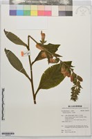 藏品(毛地黃)的圖片