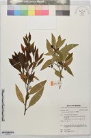 藏品(玉山木薑子)的圖片