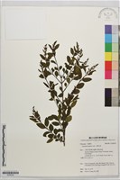 藏品(小實女貞)的圖片