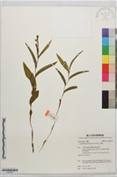 藏品(立花蘭)的圖片