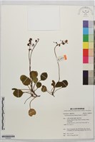 藏品(玉山鹿蹄草)的圖片