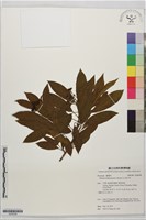 藏品(玉山假沙梨)的圖片