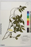藏品(光葉柃木、細齒葉柃)的圖片