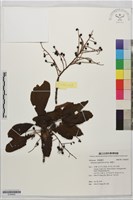 藏品(筆羅子)的圖片