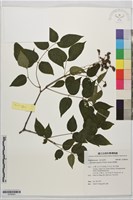 藏品(野鴉椿)的圖片