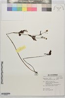 藏品(水辣菜、禺毛茛)的圖片
