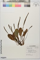 藏品(車前草)的圖片