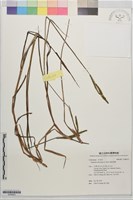 藏品(圓果雀稗)的圖片