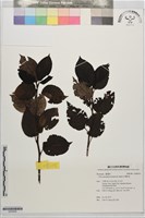 藏品(台灣野梨)的圖片