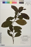 藏品(臺北茜草樹)的圖片