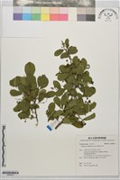 藏品(灰木)的圖片