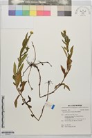藏品(蟛蜞菊)的圖片