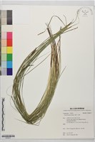 藏品(束草、莎草)的圖片
