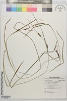 藏品(高山日本薹、川上氏薹、大穗日本薹)的圖片