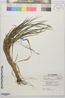 藏品(基隆短柄草)的圖片