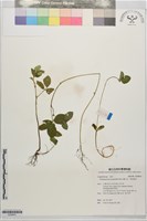 藏品(擬大豆、南美葛豆)的圖片
