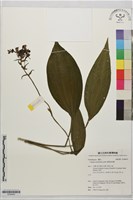 藏品(細點根節蘭)的圖片