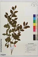 藏品(短柱山茶)的圖片