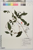 藏品(彭氏擬烏歛莓)的圖片