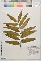 藏品(萎蕤)的圖片