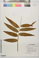 藏品(萎蕤)的圖片