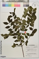 藏品(吳茱萸)的圖片