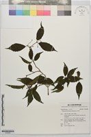 藏品(紅子莢迷)的圖片
