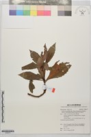 藏品(阿里山紫金牛)的圖片
