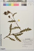 藏品(南國小薊)的圖片