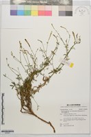 藏品(基隆蠅子草)的圖片