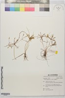 藏品(莎田草、扁穗莎草)的圖片