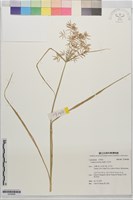 藏品(水莎草)的圖片