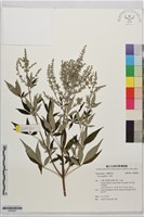 藏品(黃荊)的圖片
