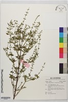 藏品(石薺薴)的圖片