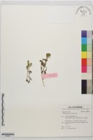 藏品(鵝不食草)的圖片