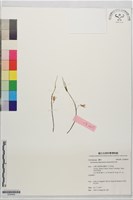 藏品(細莖石斛)的圖片