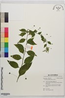 藏品(排香草)的圖片