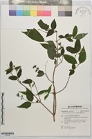 藏品(臺灣溲疏)的圖片